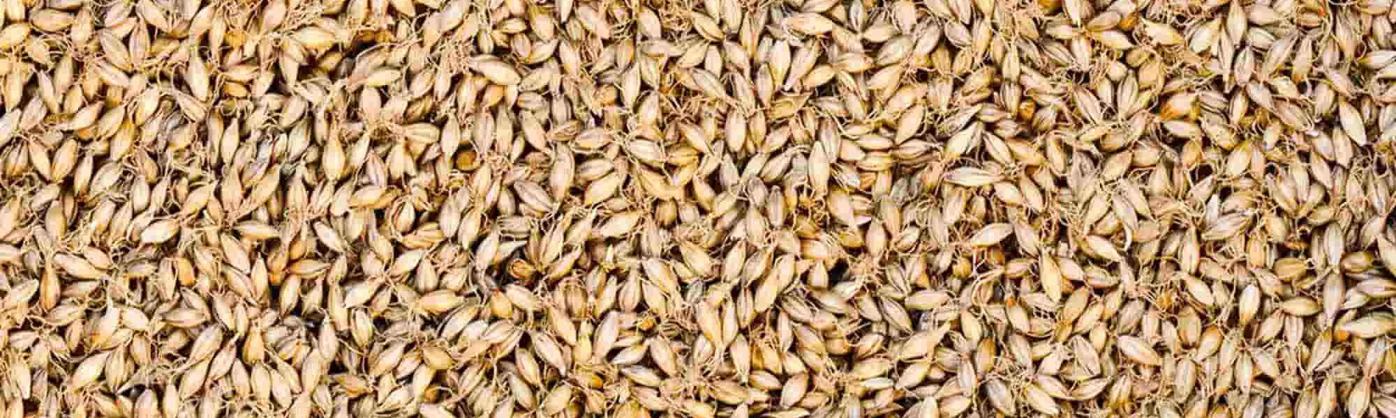 Loreal Paris Makeup Grains 2000x900 V2