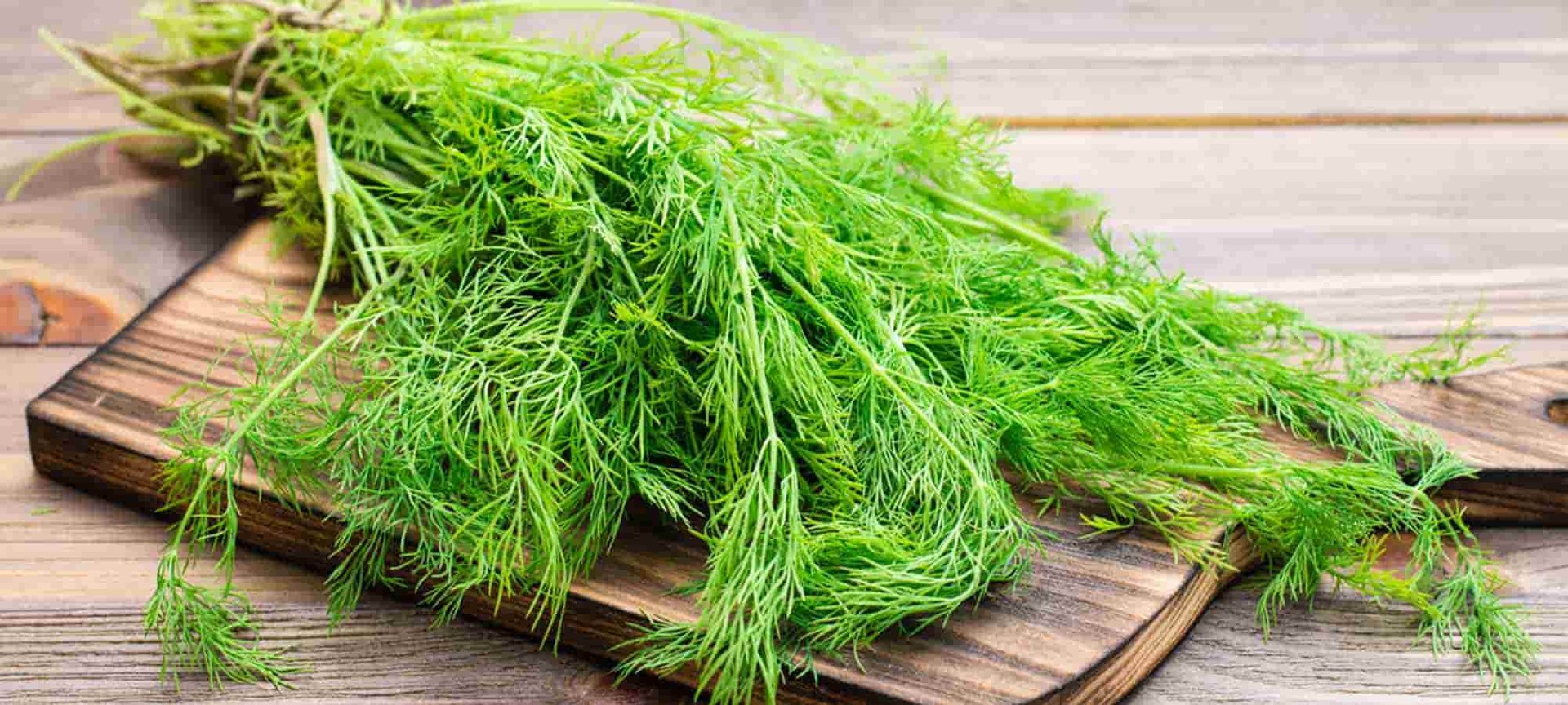 Loreal Paris Makeup Green Plant 2000x900