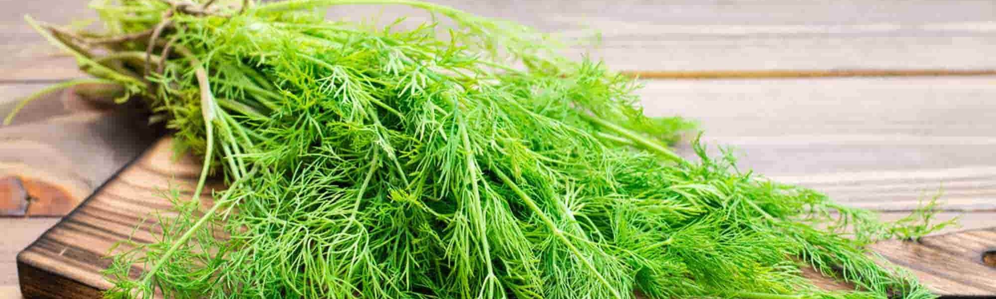 Loreal Paris Makeup Green Plant 2000x900