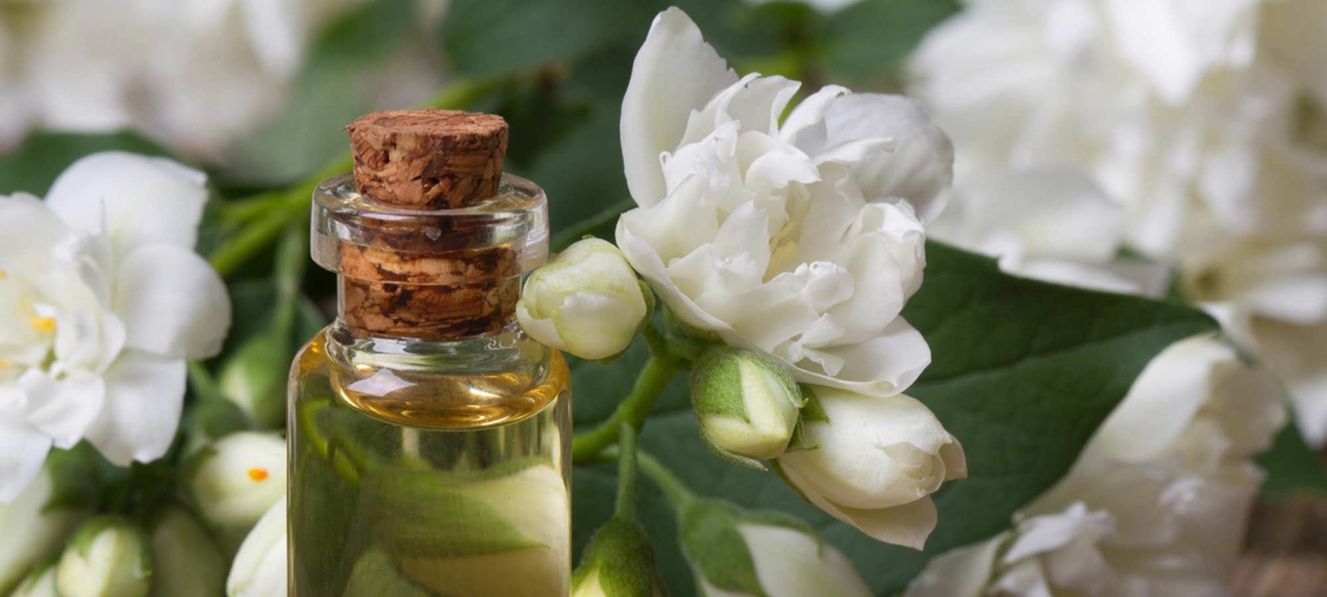 Loreal Paris Makeup Jasmine Oil 2000x900