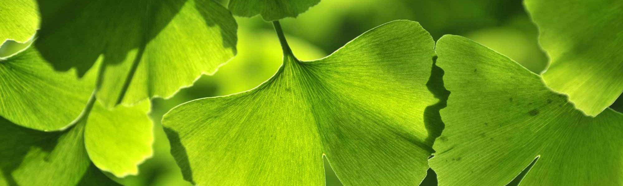 Loreal Paris Makeup Maidenhair Leaves 2000x900