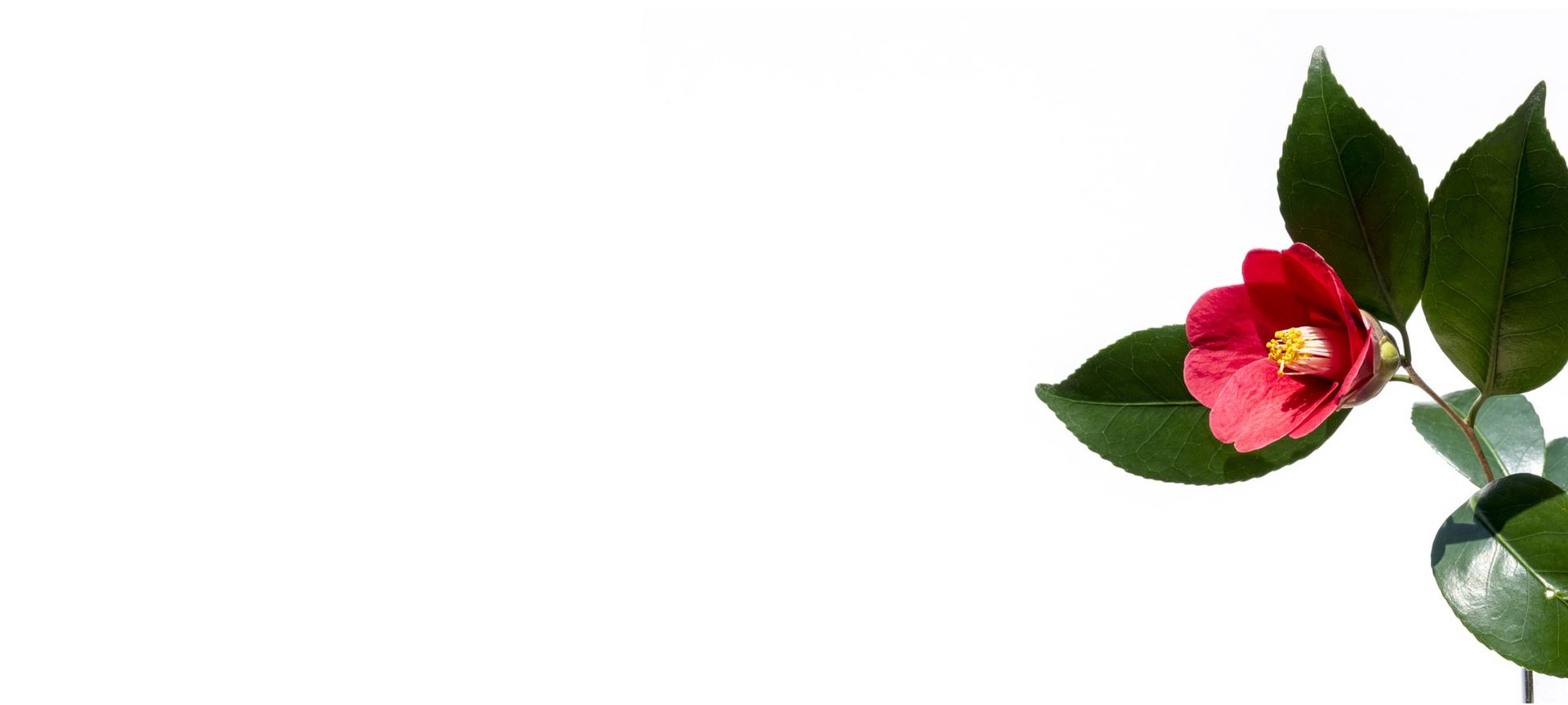 Loreal Paris Makeup Red Flower 2000x900