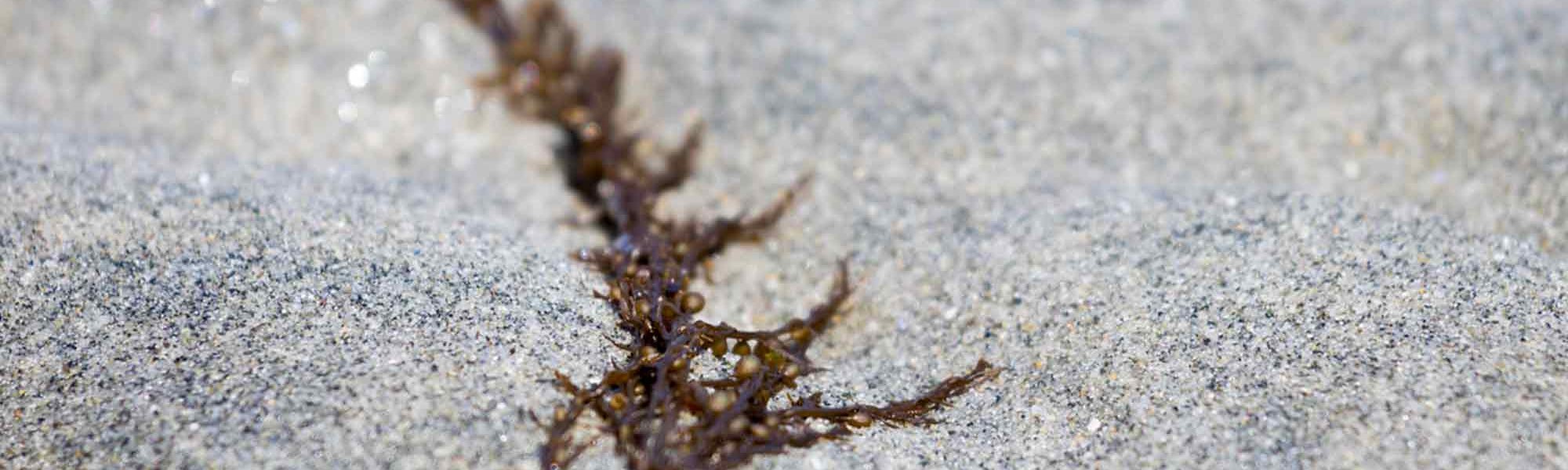 Loreal Paris Makeup Seaweed 2000x900